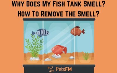 Why Does My Fish Tank Smell? | How To Remove The Smell?